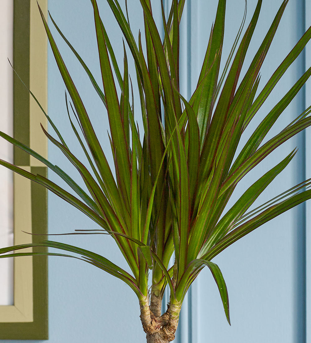 Dracaena Marginata & Pot