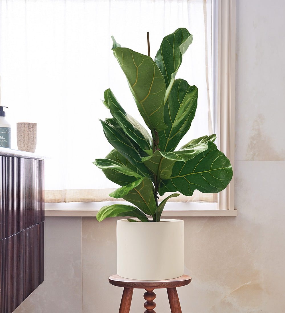 Fiddle-leaf Fig & Pot