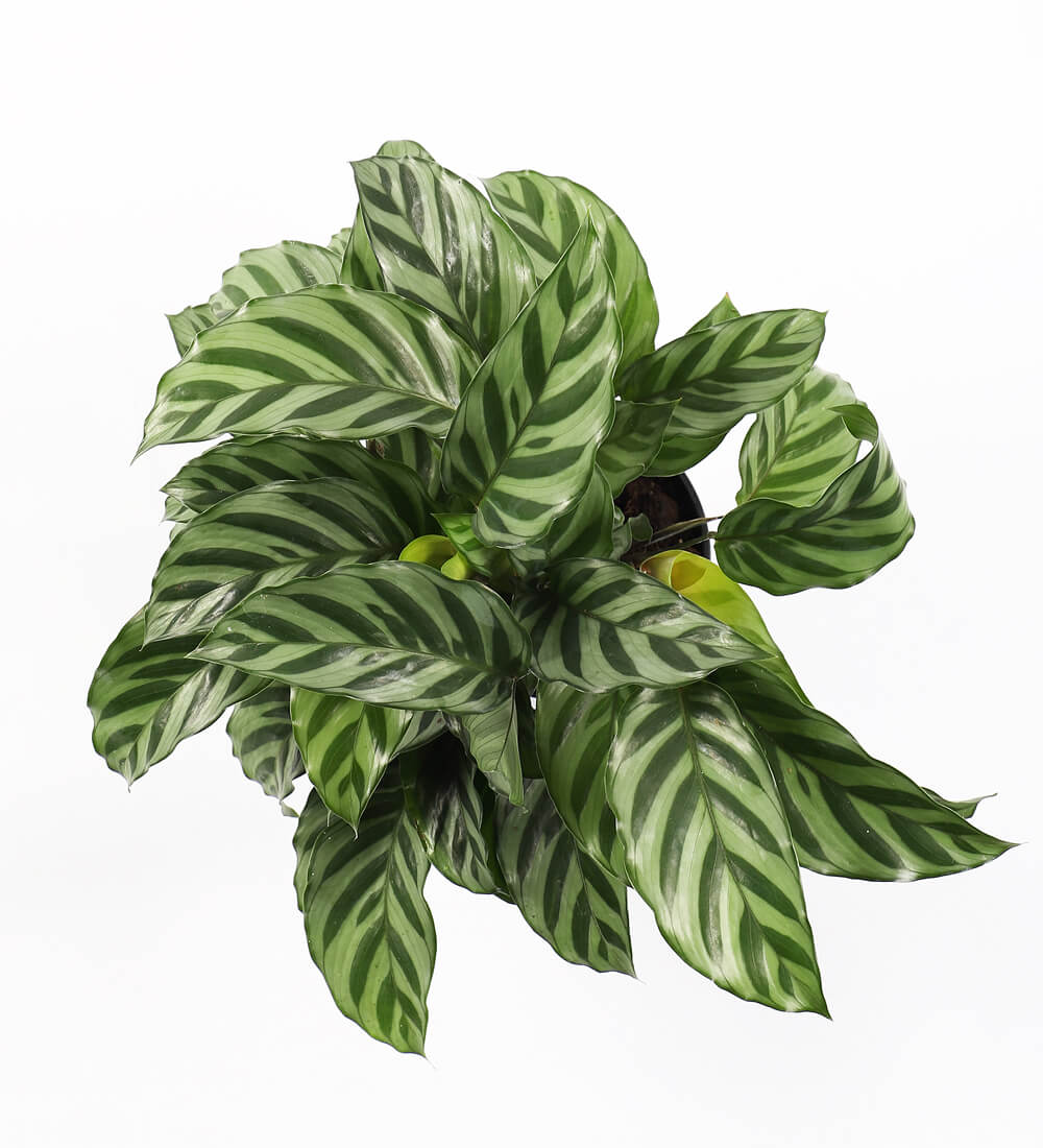 Calathea Freddie & Pot