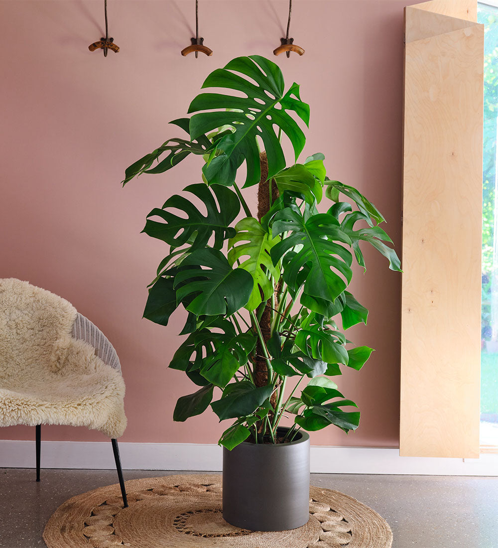 Swiss Cheese Plant & Pot