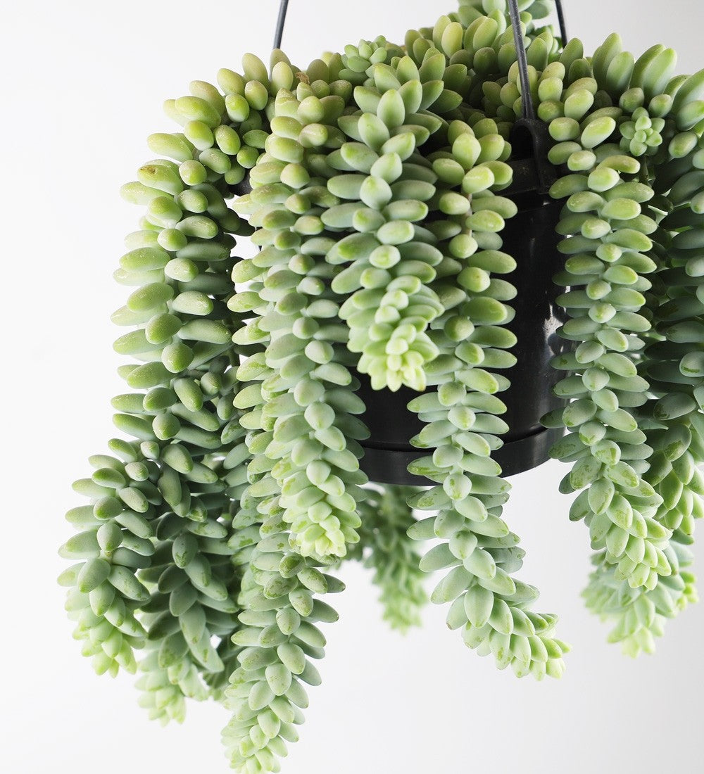 Hanging Sedum Burro's Tail