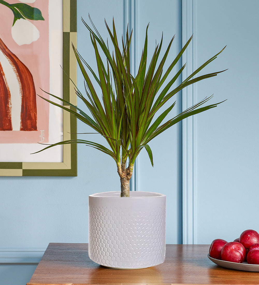 Dracaena Marginata & Pot