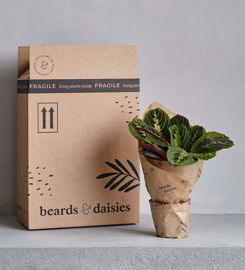 Swiss Cheese Plant & Pot