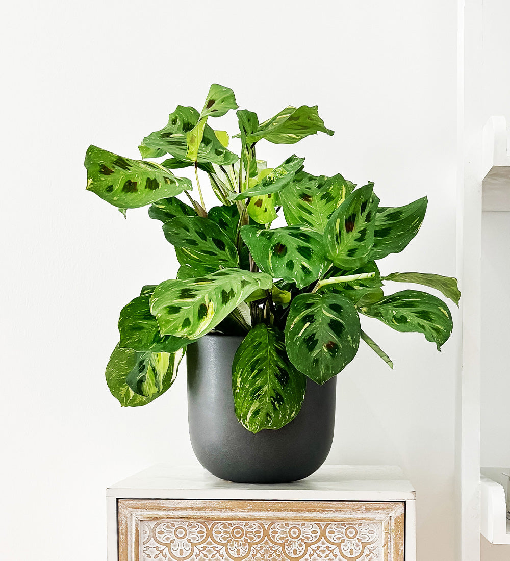 Variegated Prayer Plant & Pot