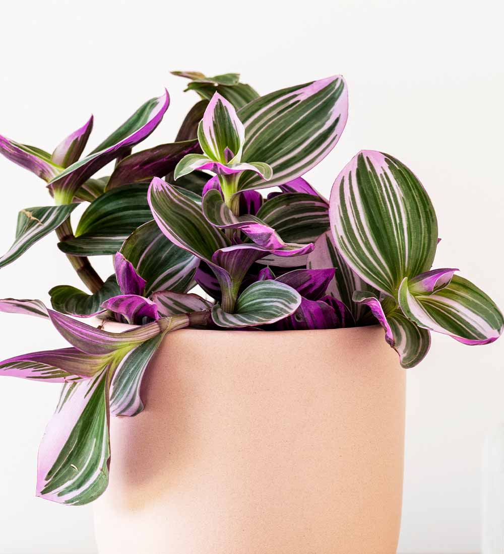 Tradescantia Nanouk