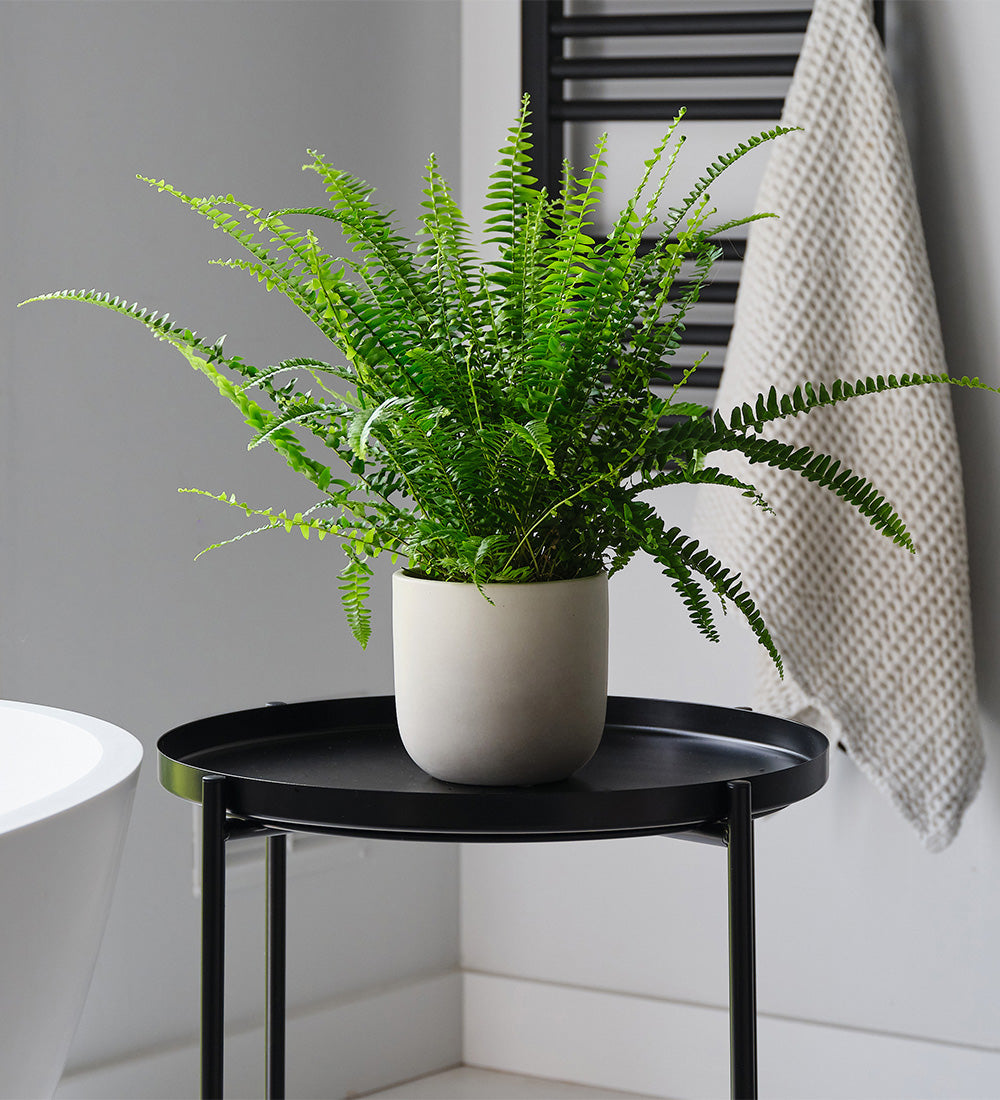 Boston Fern & Pot
