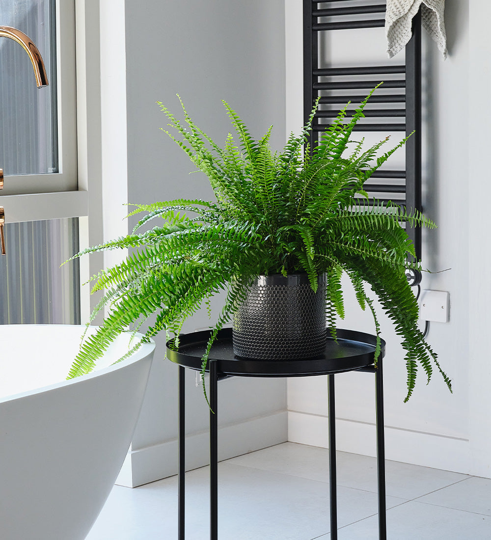 Boston Fern & Pot