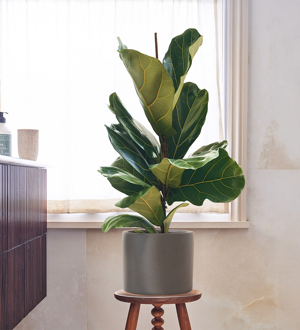 Fiddle-leaf Fig & Pot