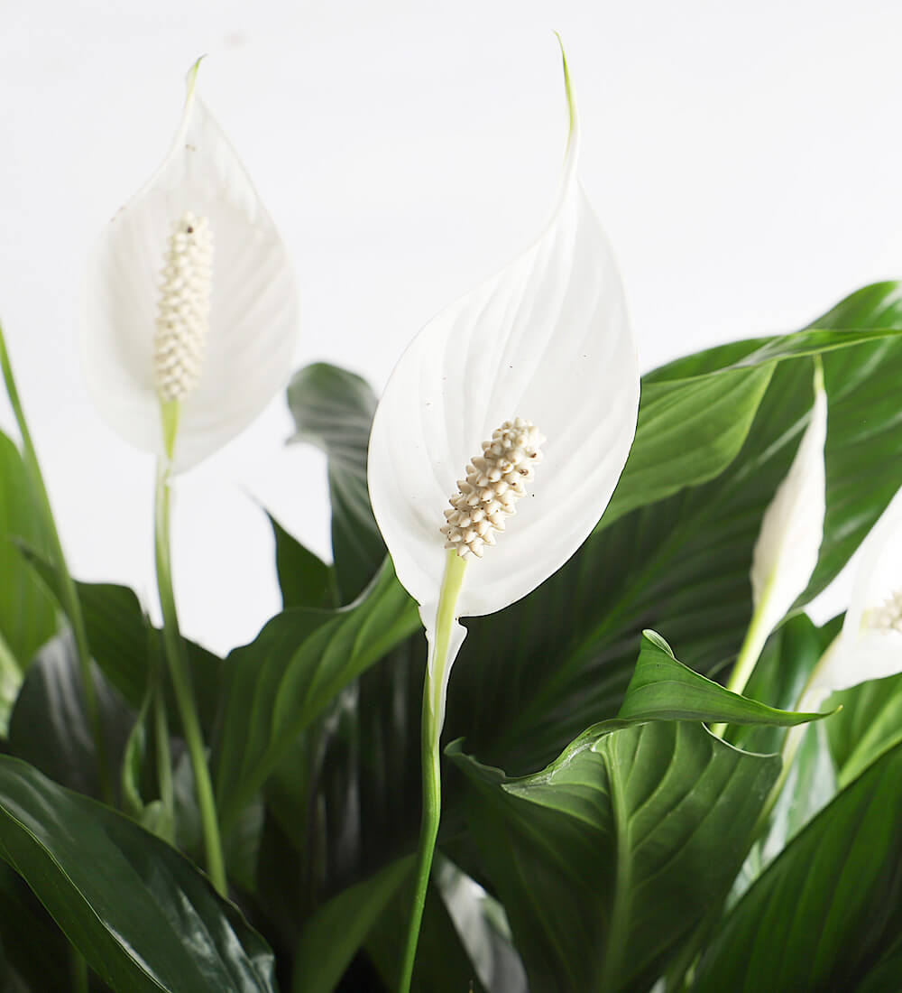 Large Peace Lily