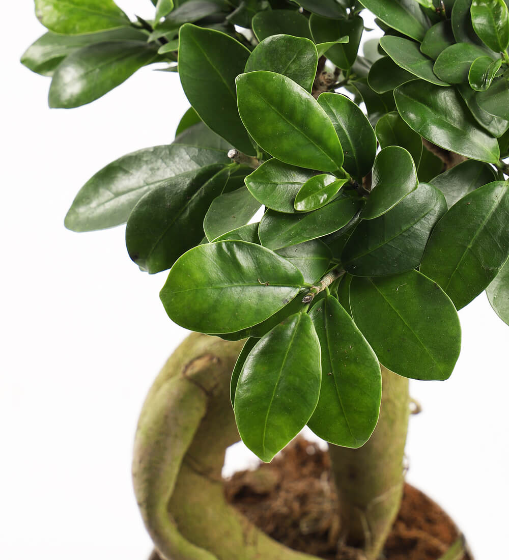 Bonsai Ficus Ginseng & Pot