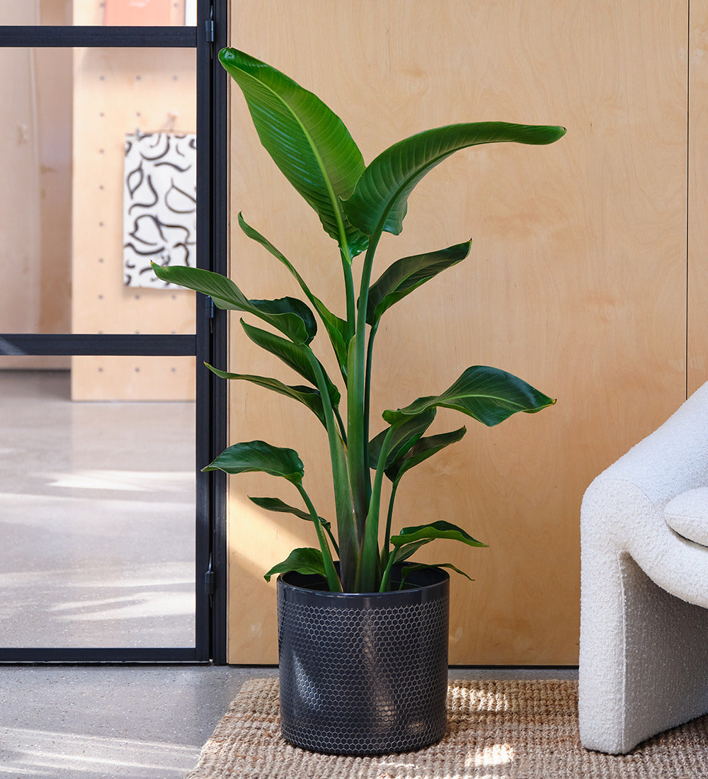 Bird of Paradise & Pot