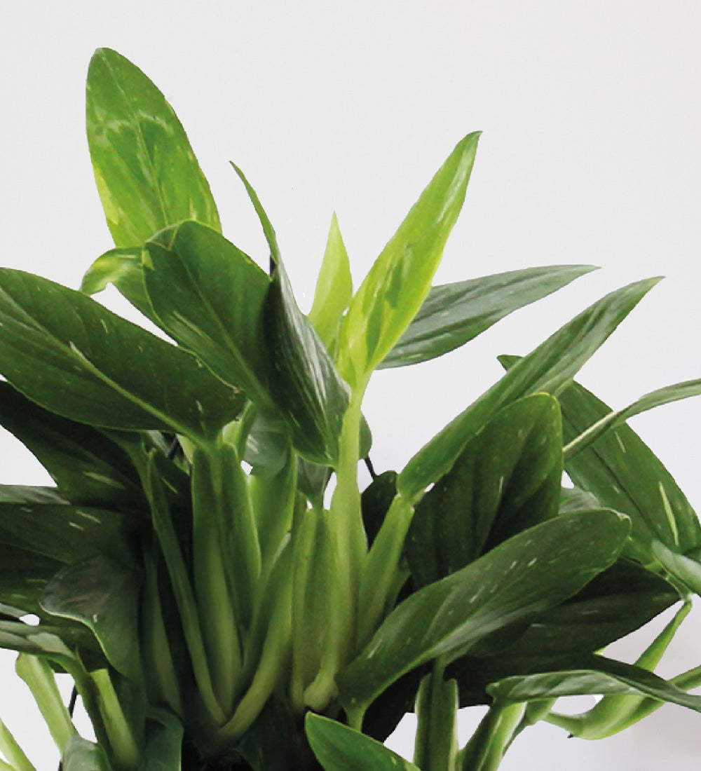 Philodendron Cobra