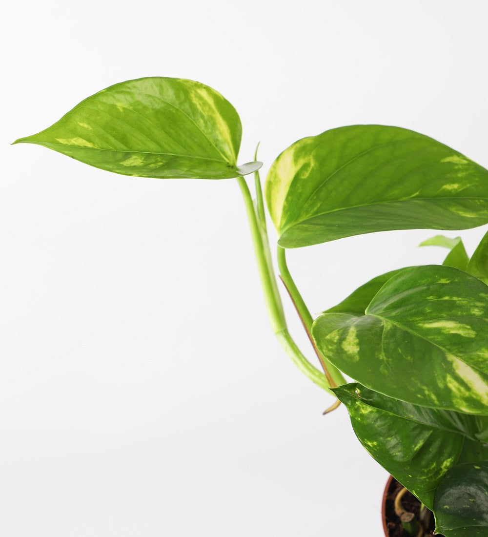 Devil's Ivy & Graphite Earthenware