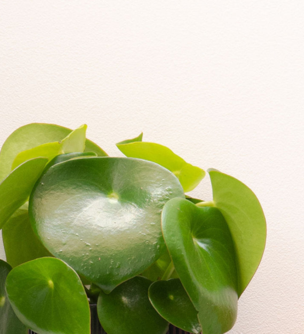 Pilea Raindrop & Pot