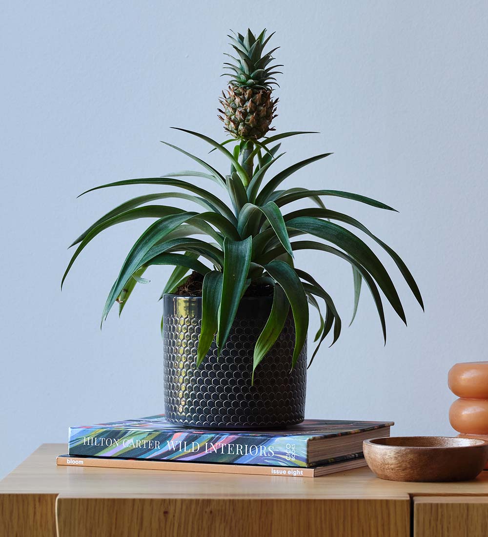 Pineapple Plant & Pot